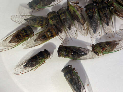 Image of Plains Dog-day Cicada