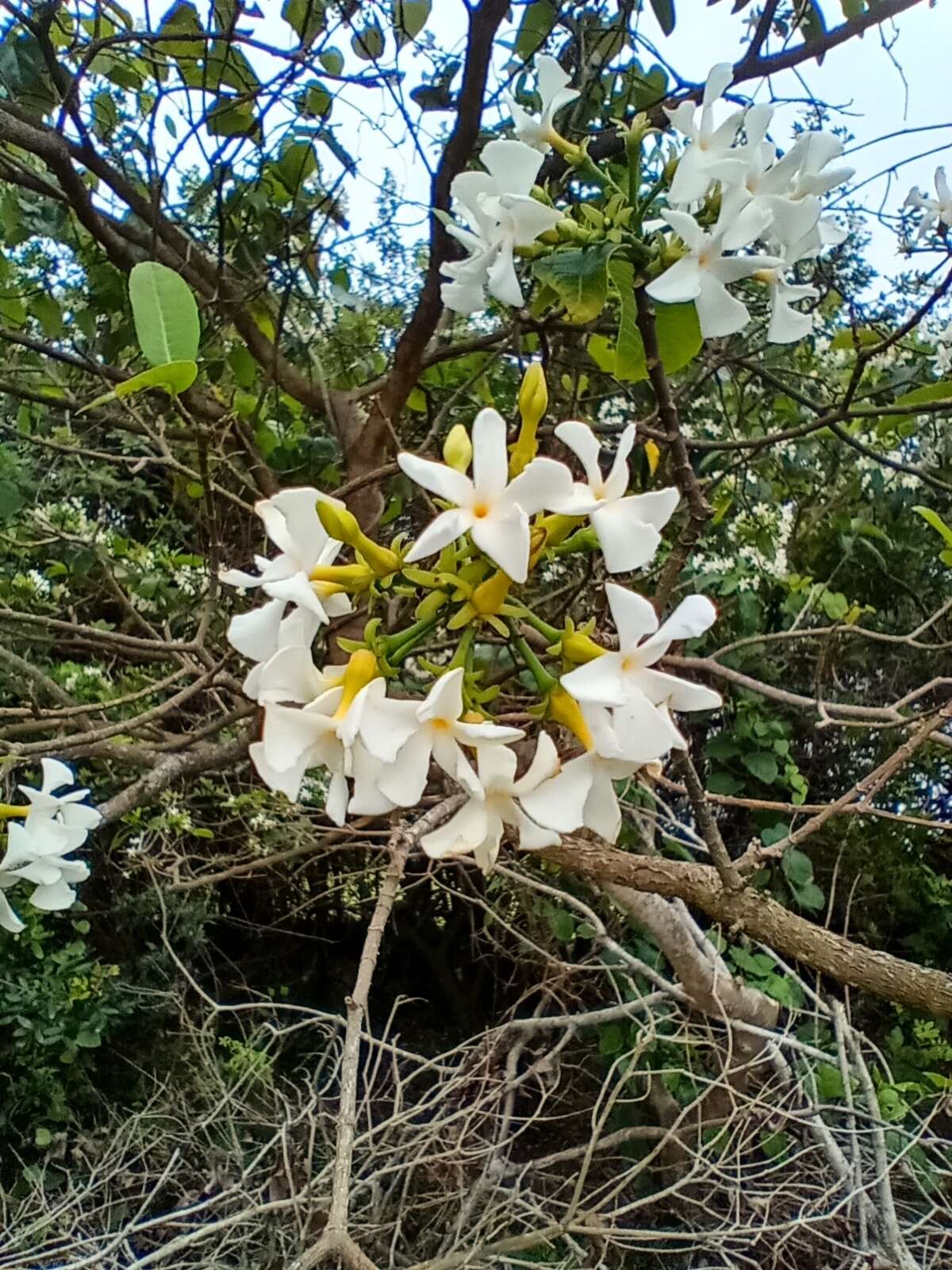 Imagem de Tabernaemontana catharinensis A. DC.