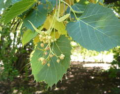 Image of Basswood