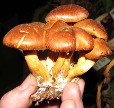 Imagem de Gymnopilus flavidellus Murrill 1917