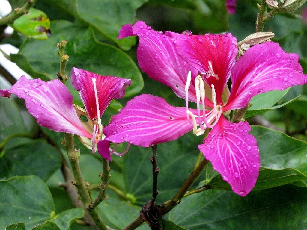 Image of bauhinia