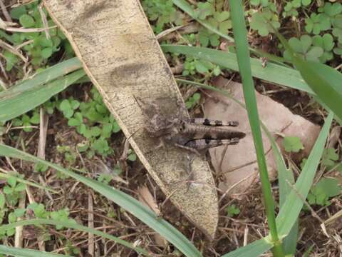 Image of Clouded Grasshopper