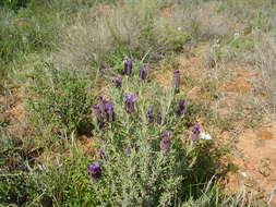 Imagem de Lavandula stoechas L.