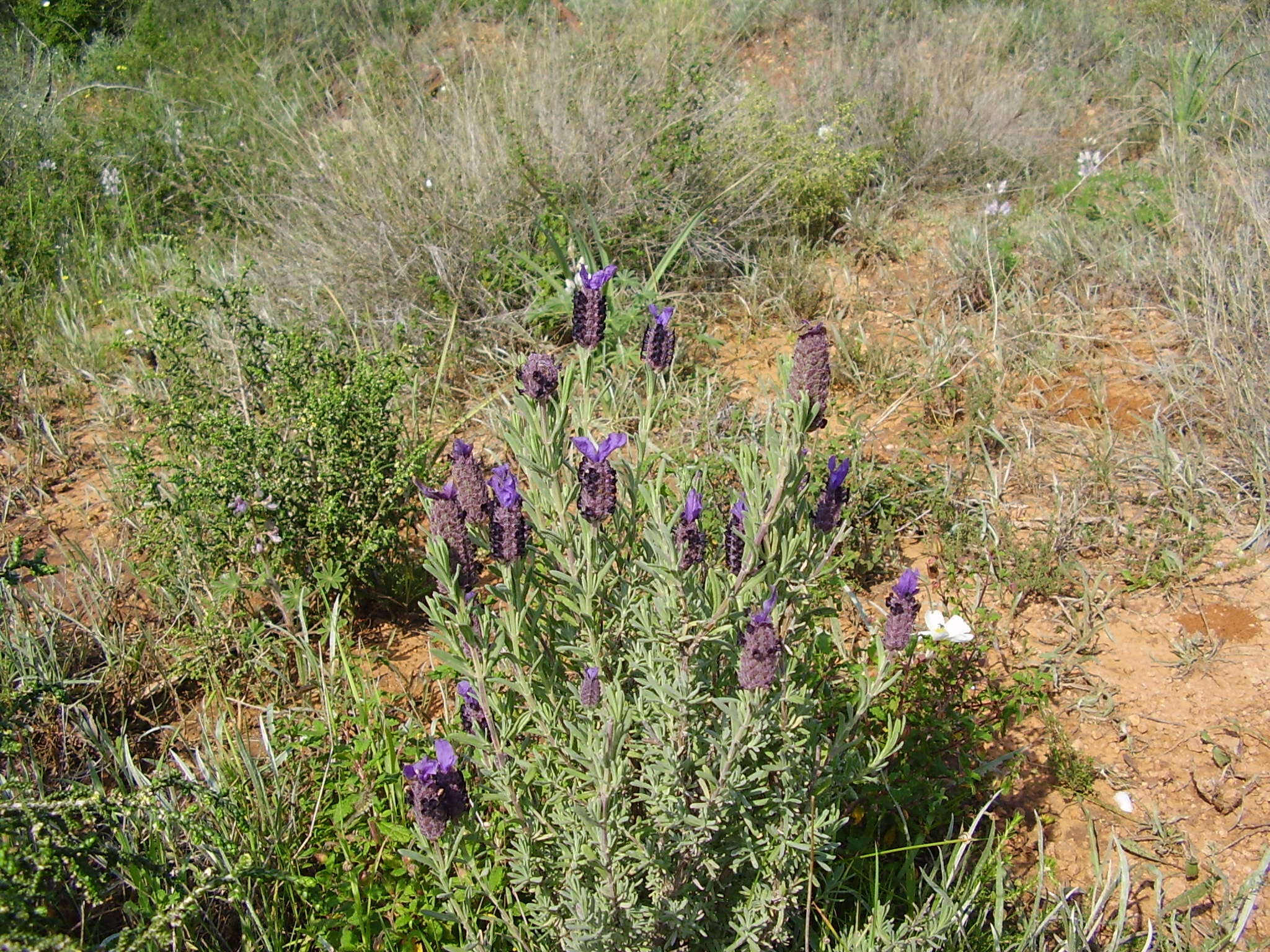 Imagem de Lavandula stoechas L.