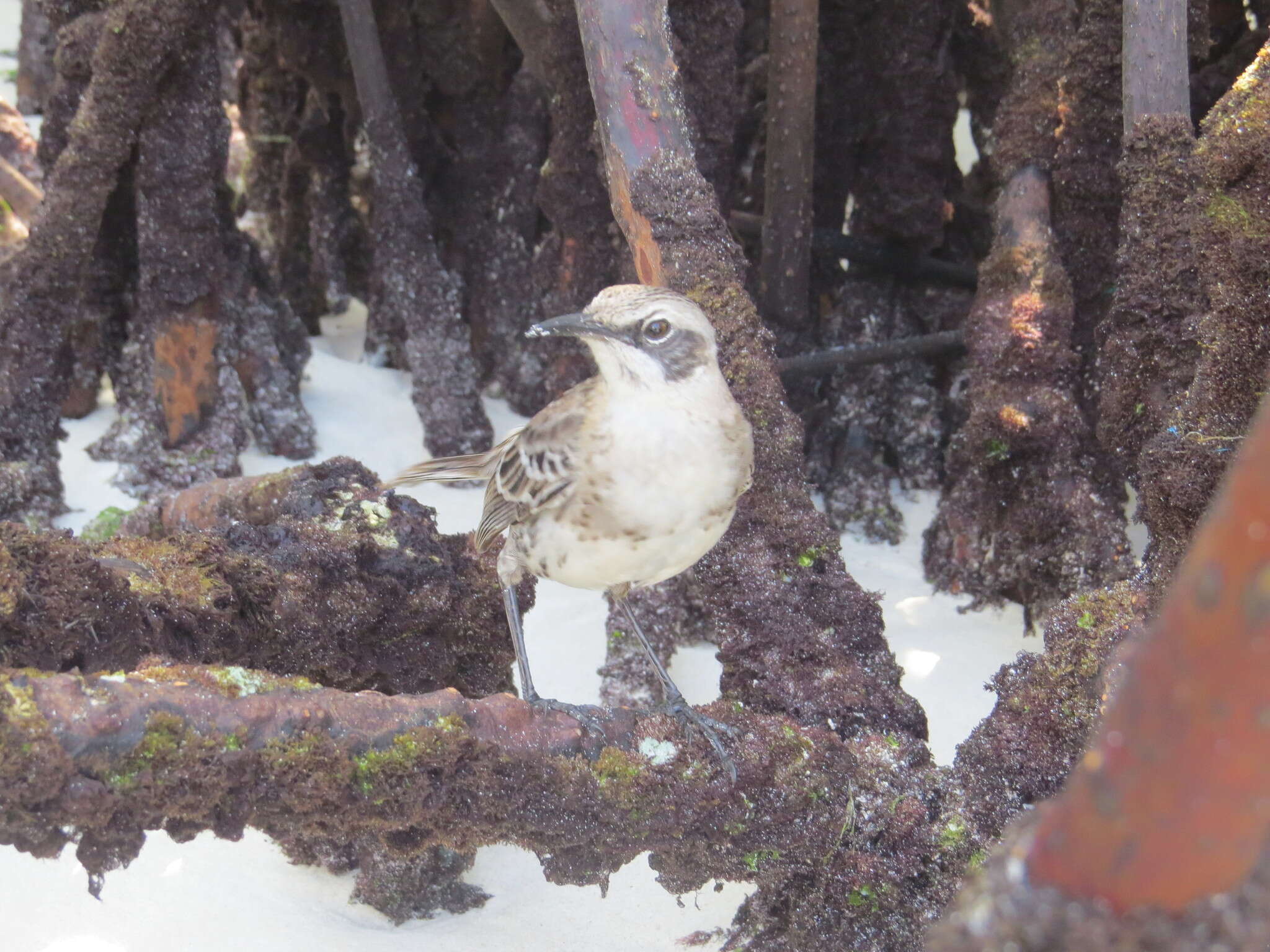 Image of San Cristobal Mockingbird