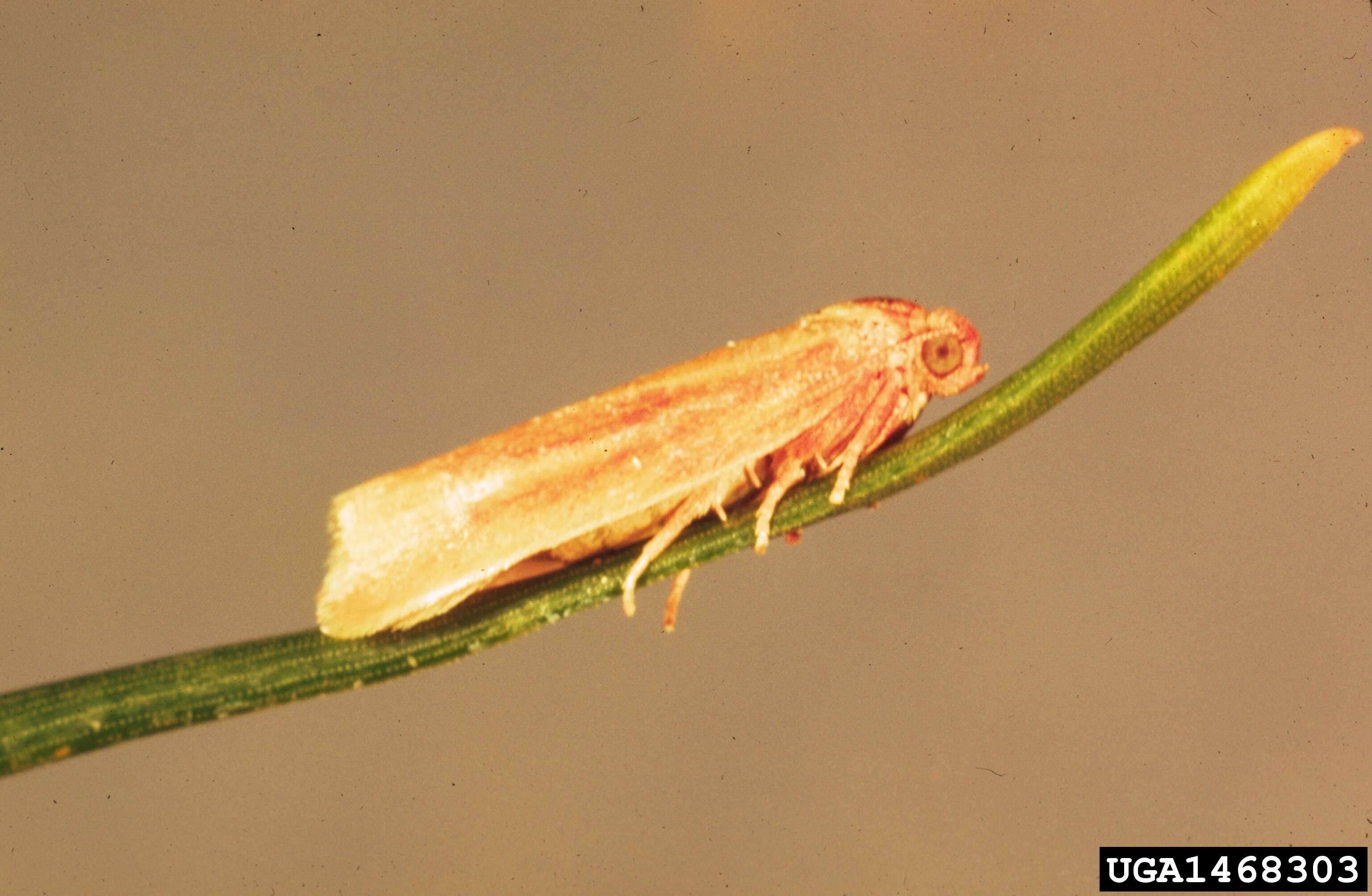 Image of Choristoneura lambertiana Busck 1915