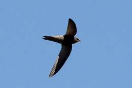 Image of Pallid Swift