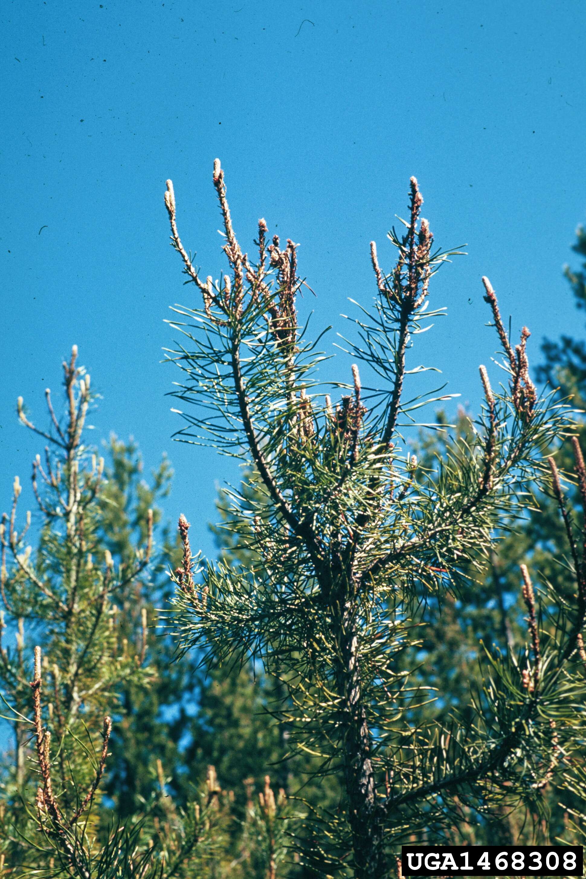 Image of Choristoneura lambertiana Busck 1915