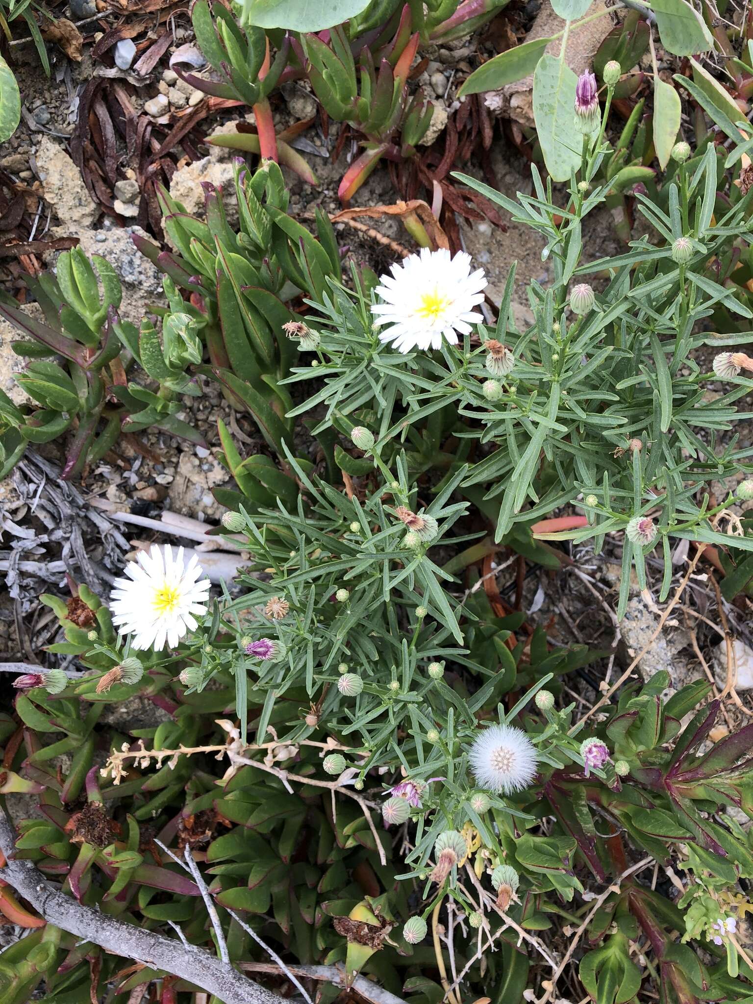 Image of <i>Malacothrix <i>saxatilis</i></i> var. saxatilis