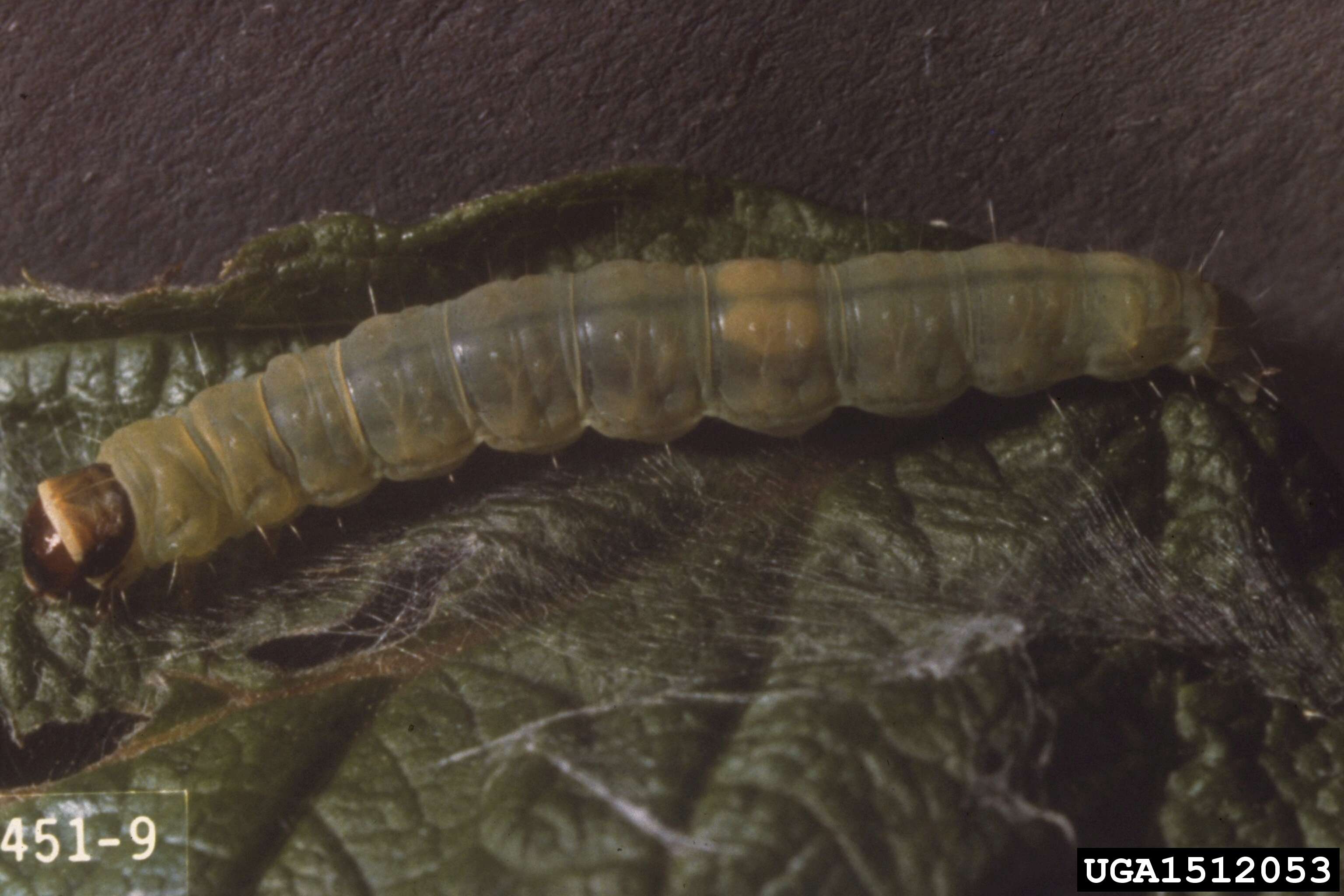 Image of Oblique-banded Leafroller