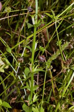 Image of prairie Venus' looking-glass