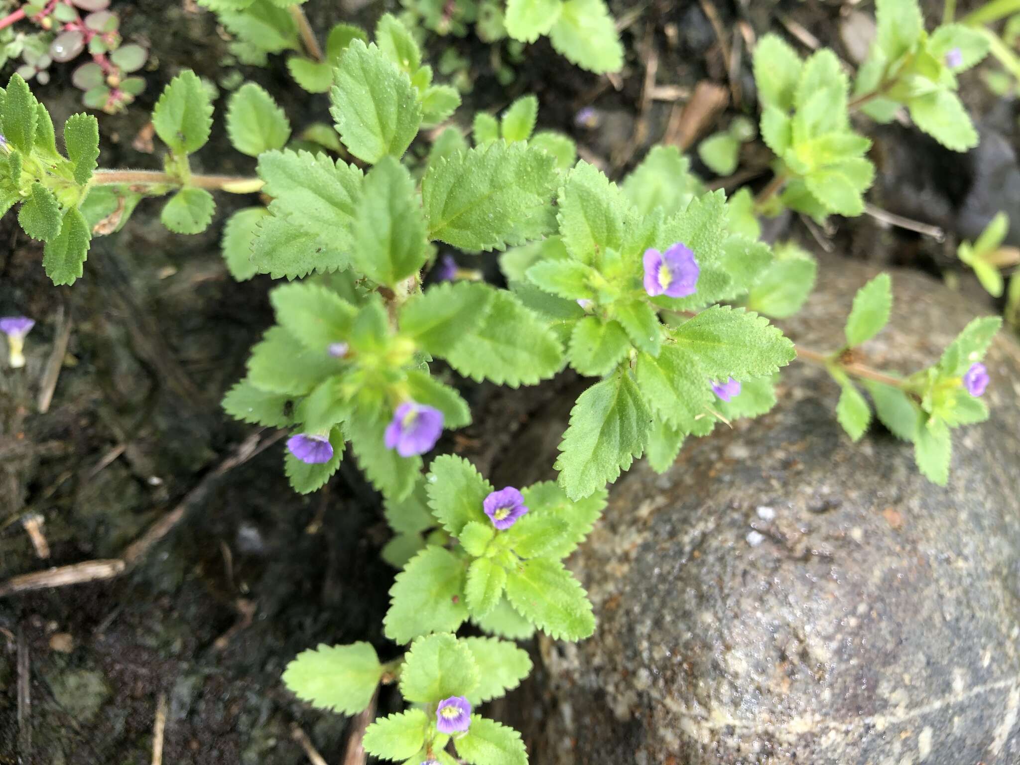 Слика од Stemodia verticillata (Mill.) Hassler