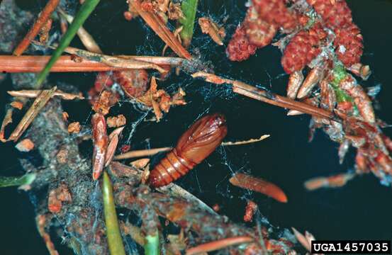 Image of Jack Pine Budworm