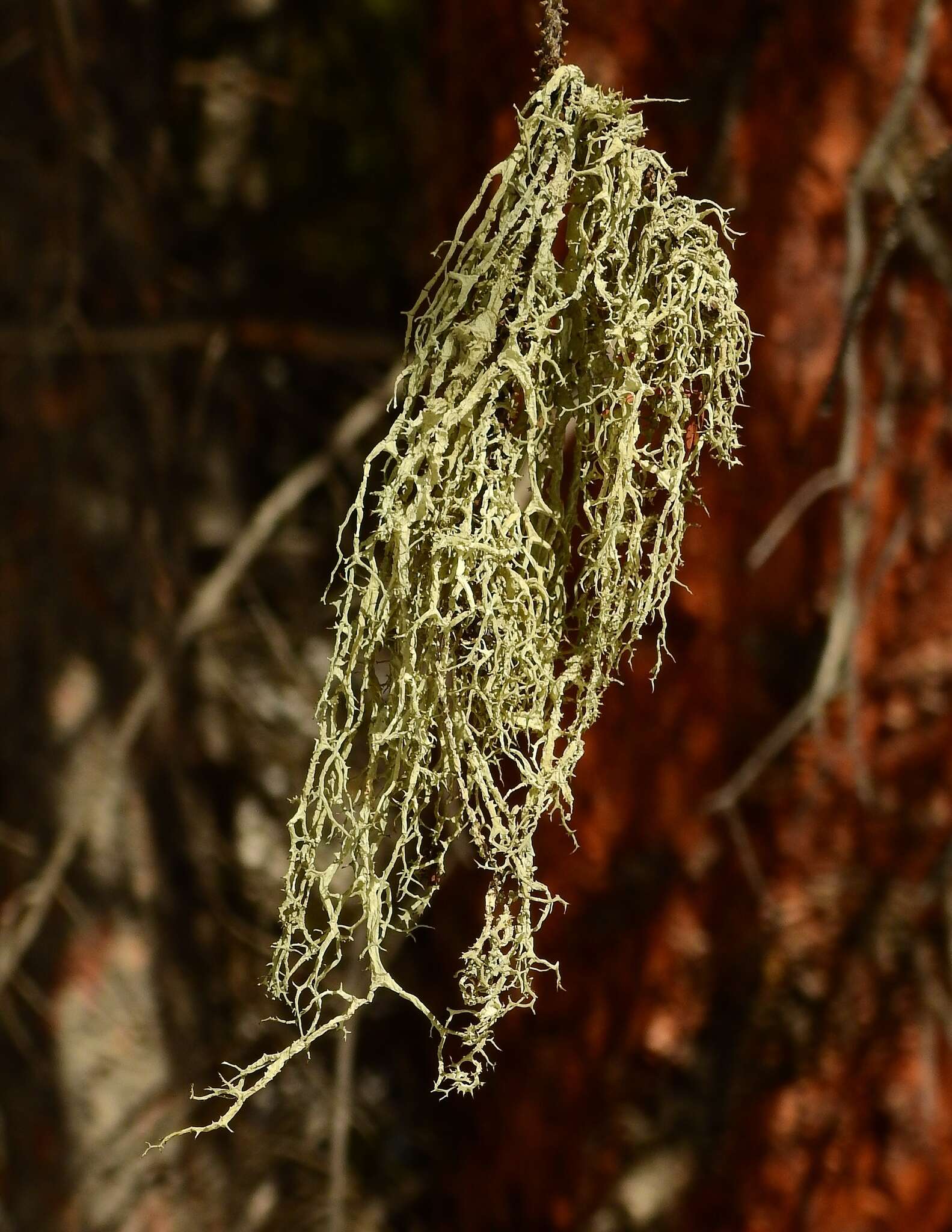 Image of Mountain oakmoss lichen