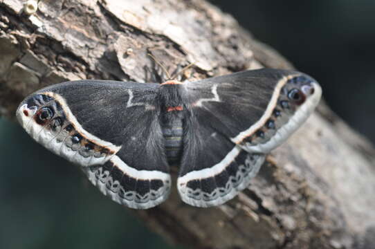 Image of Eupackardia Cockerell 1912