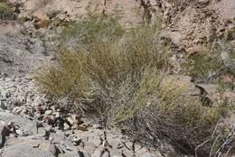 Imagem de Ephedra funerea Coville & C. V. Morton