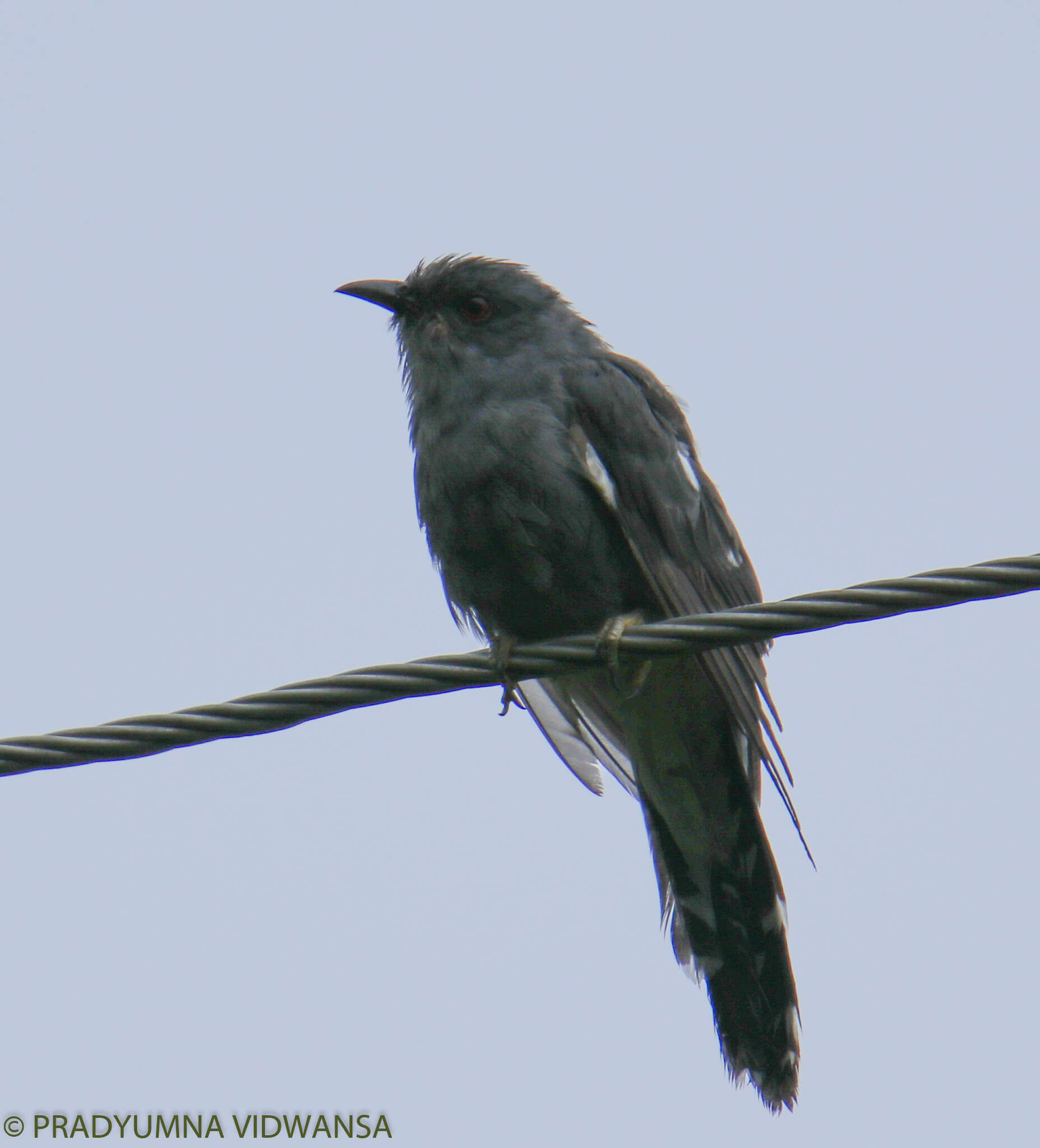 Image of Grey-bellied Cuckoo