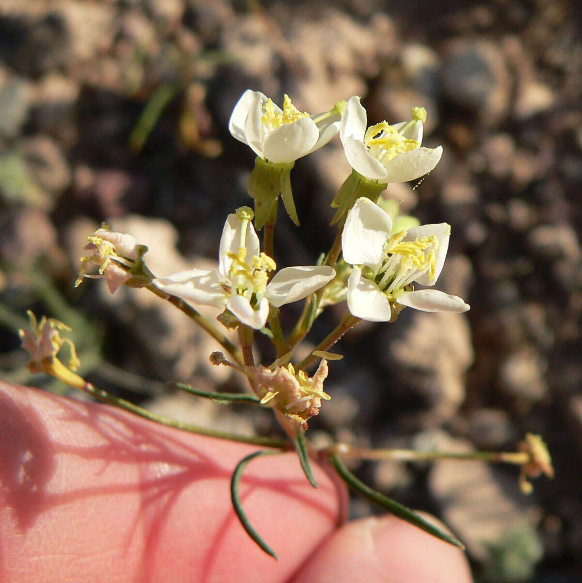 Image of narrowleaf suncup