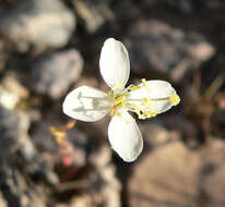 Image of narrowleaf suncup