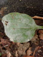 Image de Podosphaera plantaginis (Castagne) U. Braun & S. Takam. 2000