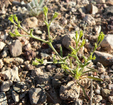 Image of brittle spineflower