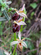 Image of Ophrys morisii (Martelli) G. Keller & Soó