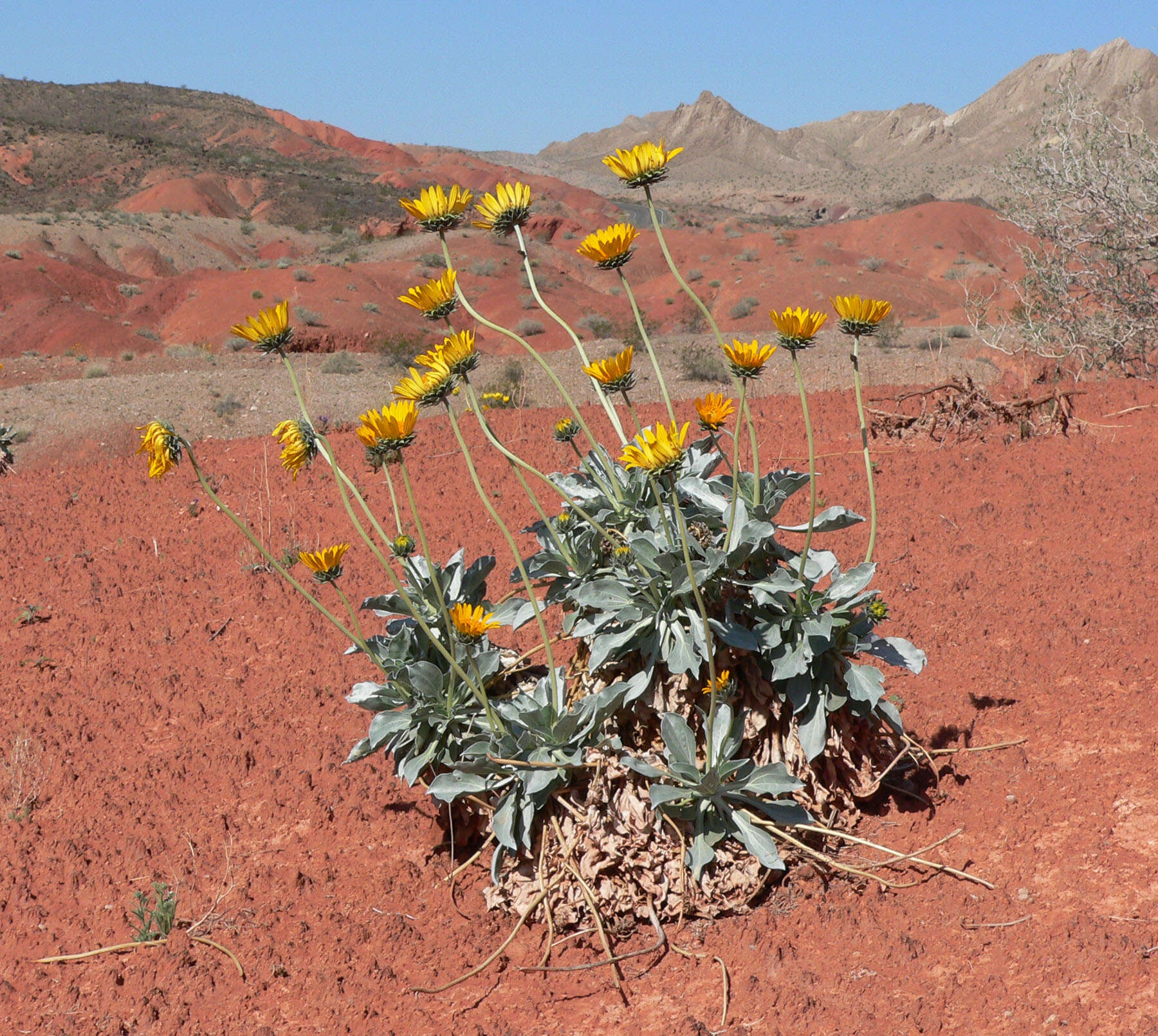 صورة Enceliopsis argophylla (D. C. Eat.) A. Nels.