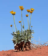 صورة Enceliopsis argophylla (D. C. Eat.) A. Nels.