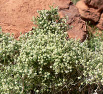 Image of starry bedstraw