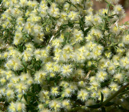 Image of starry bedstraw