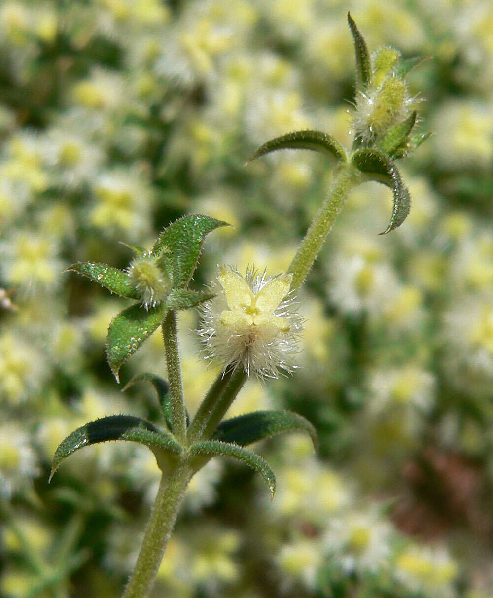 Image of starry bedstraw