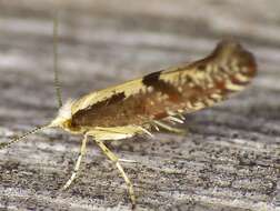 Imagem de Argyresthia conjugella Zeller 1839