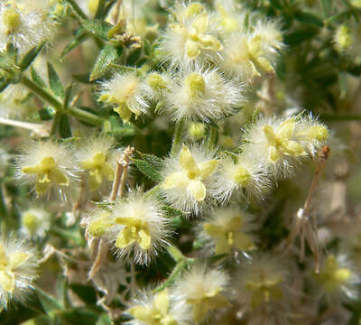 Plancia ëd Galium stellatum Kellogg