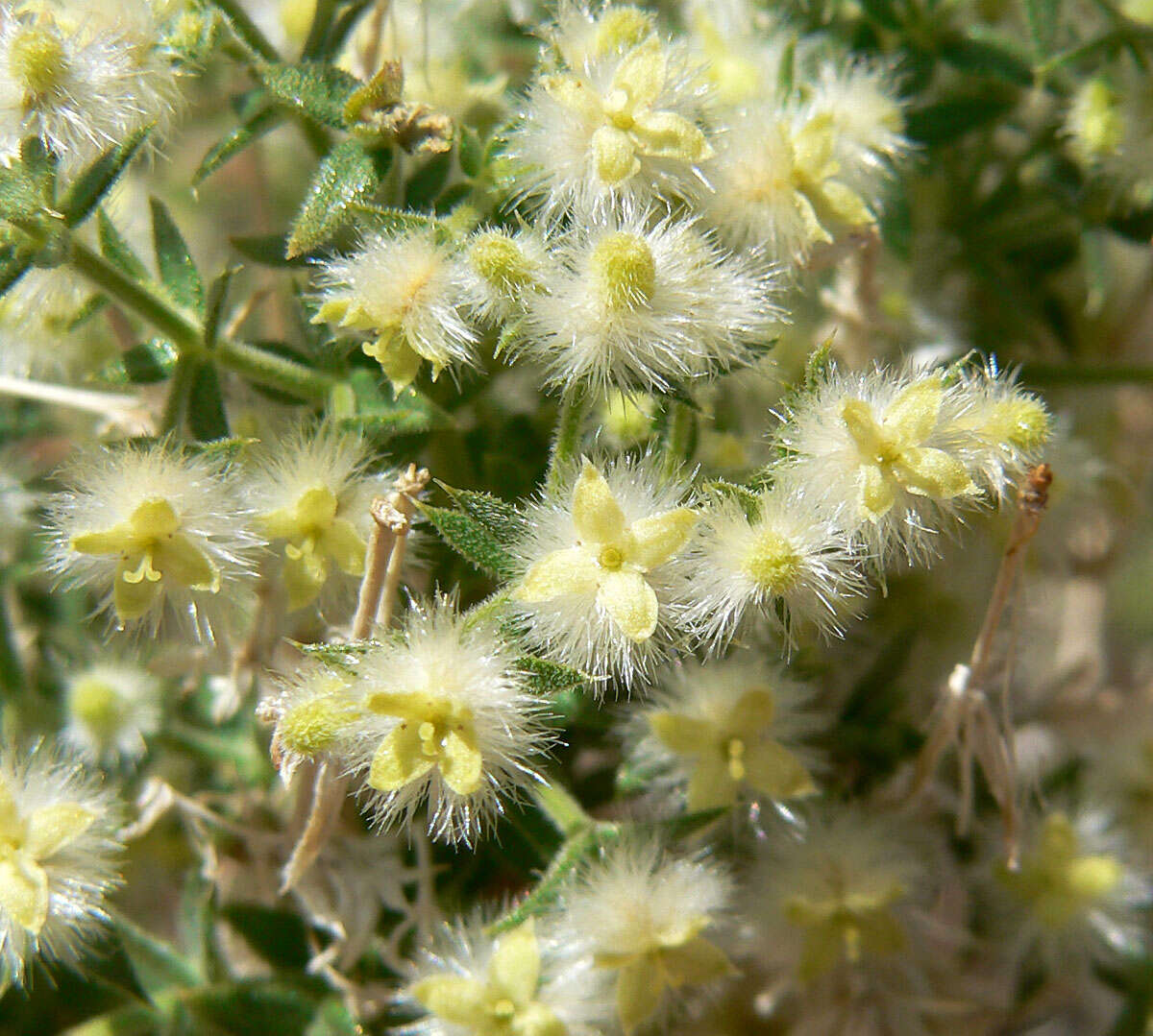 Image of starry bedstraw