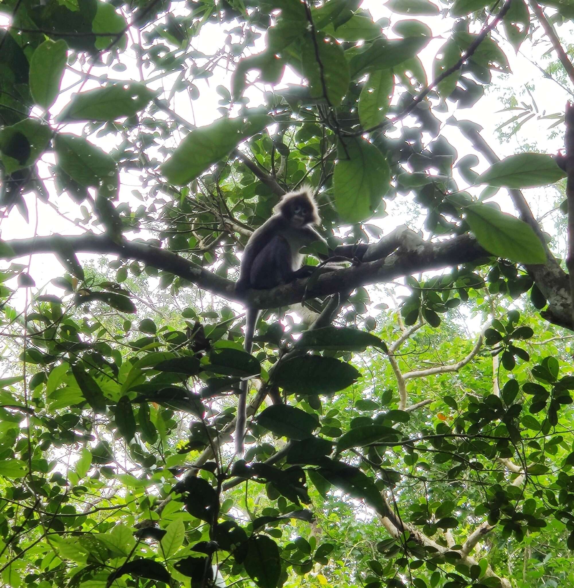 Image of Phayre's Langur