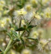 Image of starry bedstraw