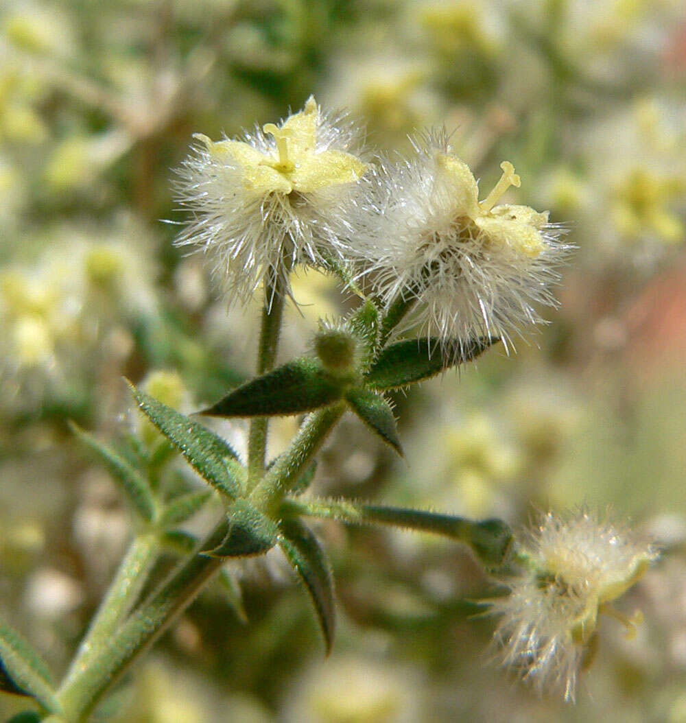 Image of starry bedstraw