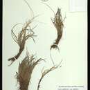 Carex capillaris subsp. capillaris resmi