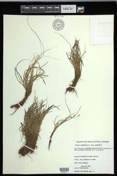 Imagem de Carex capillaris subsp. capillaris