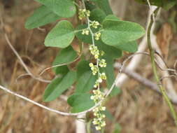 Smilax aristolochiifolia Mill. resmi