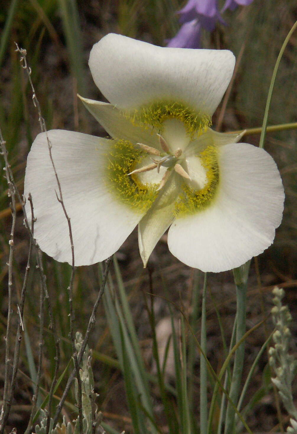 Calochortus gunnisonii S. Watson resmi