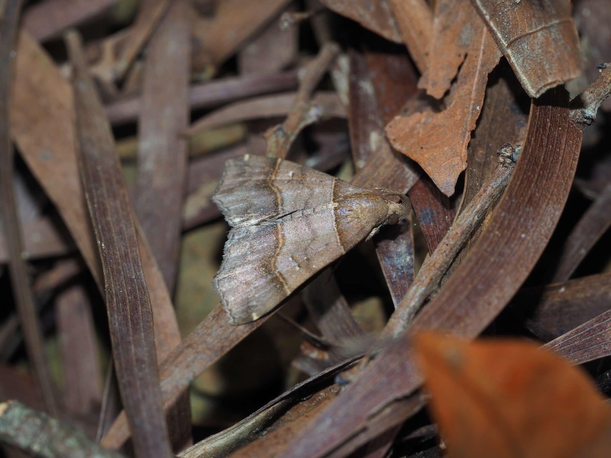 Image of Bertula kosemponica Strand 1922