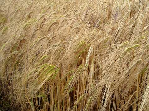 Image of common barley