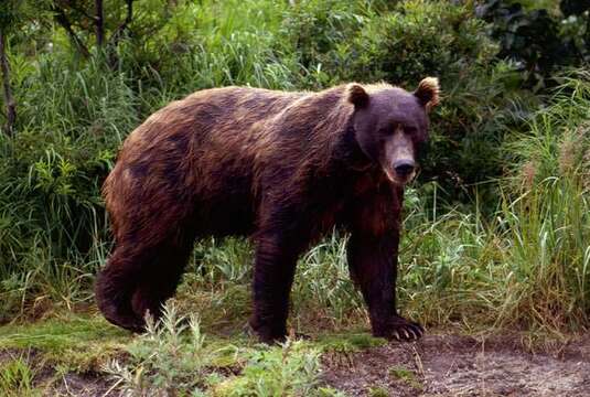 Image of Brown Bear