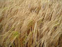 Image of common barley