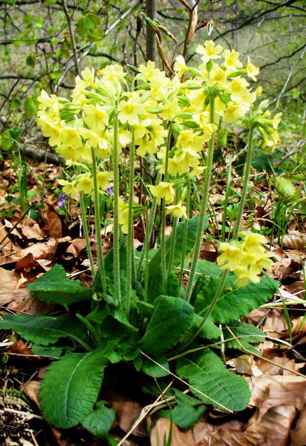 Image of oxlip