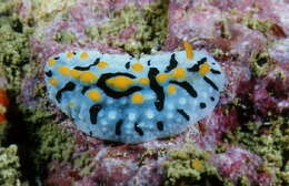 Image of Phyllidia marindica (Yonow & Hayward 1991)