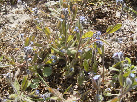 Image of Early Forget-me-not