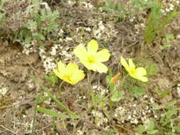 Image of Bongardia chrysogonum (L.) Sp.