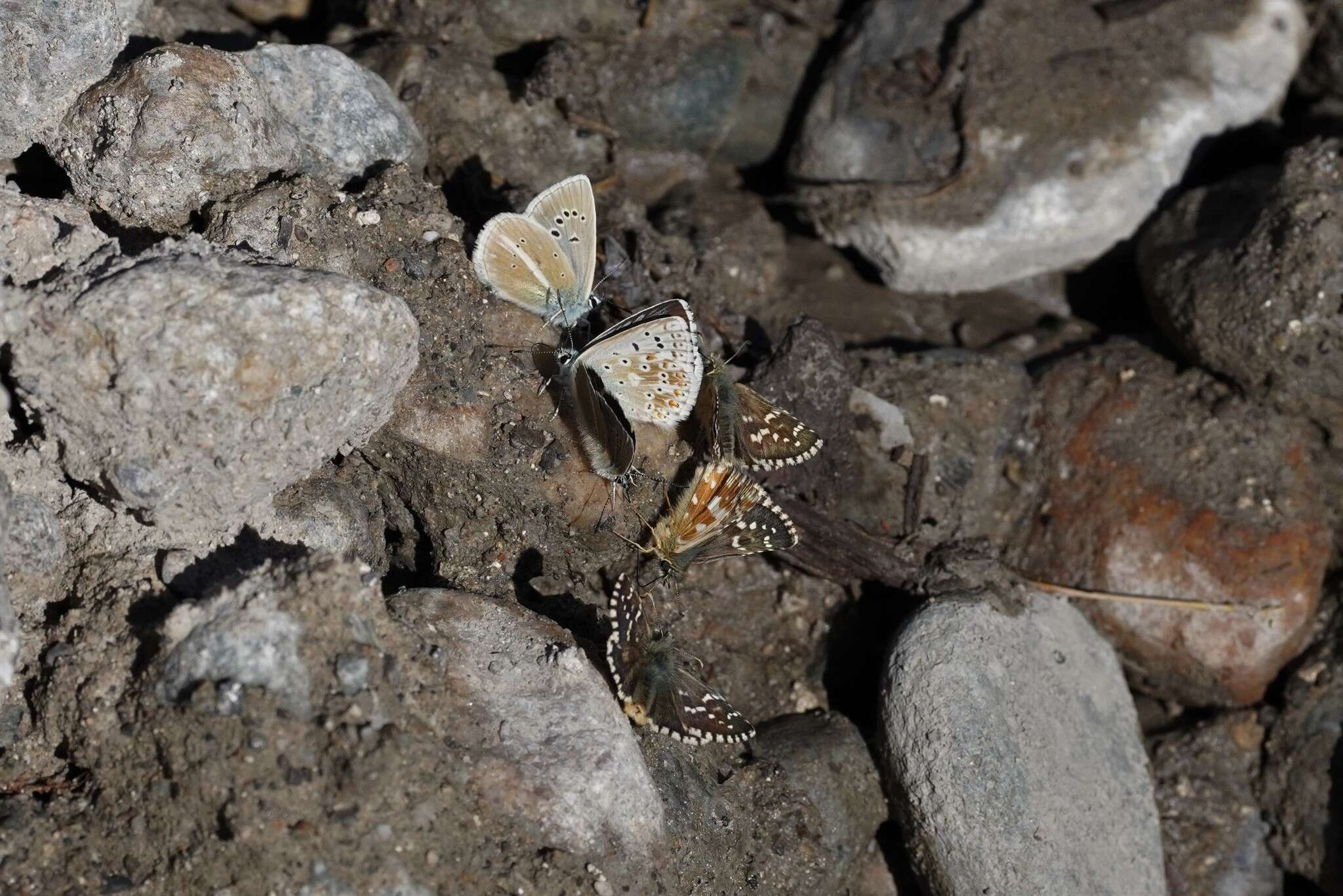 Image of Carline Skipper